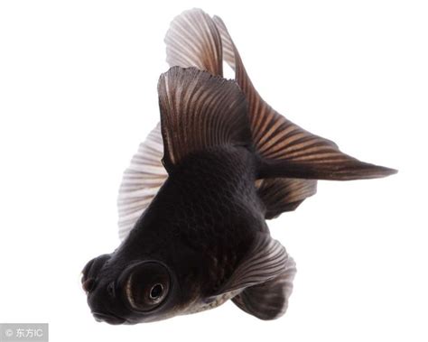 黑摩利金魚 屬猴取名字